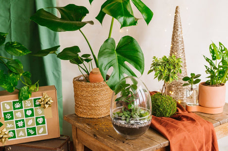 🎄 10 idées cadeaux green pour un Noël éco-responsable - La Green Touch