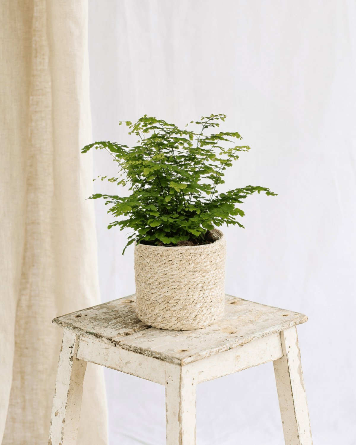 Adiantum Fritz Luthi entretien et soins - La Green Touch