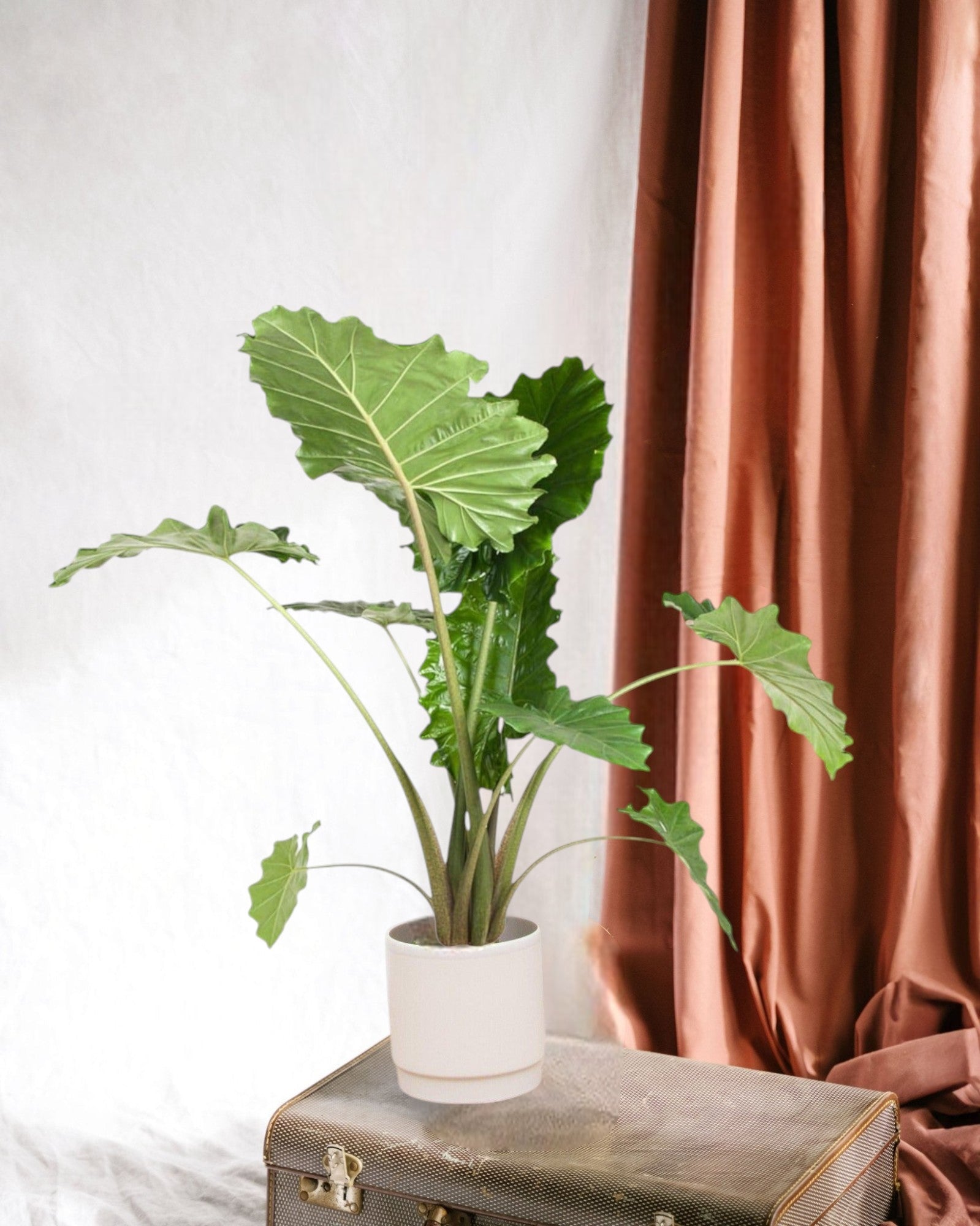 Entretien - Alocasia Portodora: Guide pratique - La Green Touch