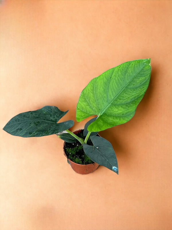 Entretien - Alocasia Scabriuscula: Guide pratique - La Green Touch