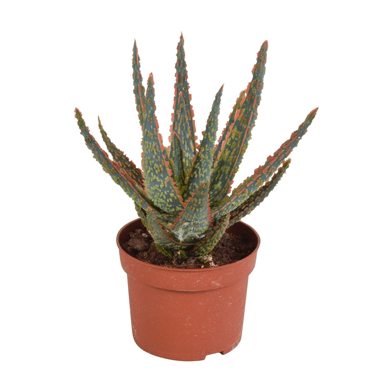 Entretien - Aloe Zebrina: Guide pratique - La Green Touch