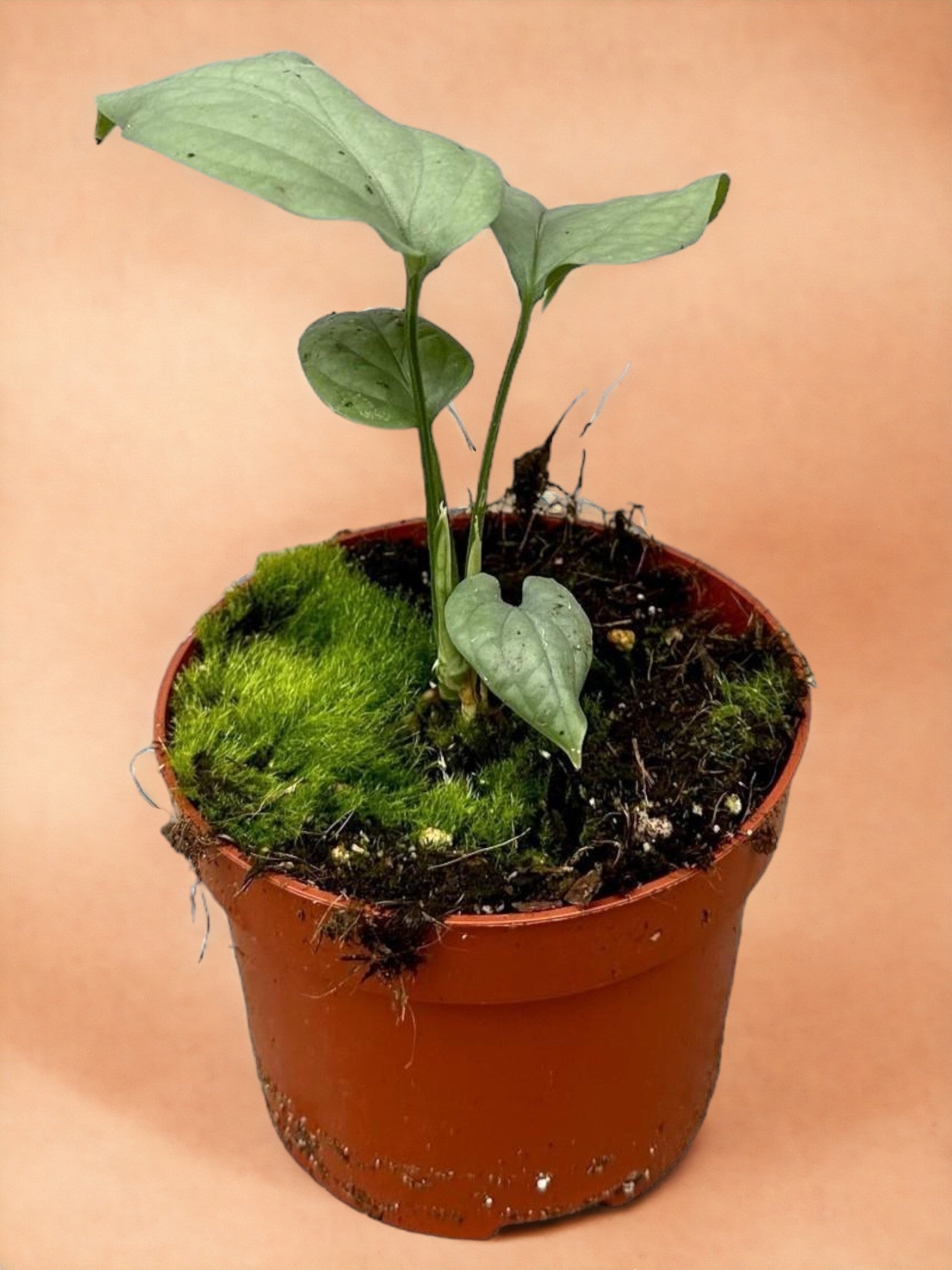 Entretien - Amydrium Medium Silver: Guide pratique - La Green Touch