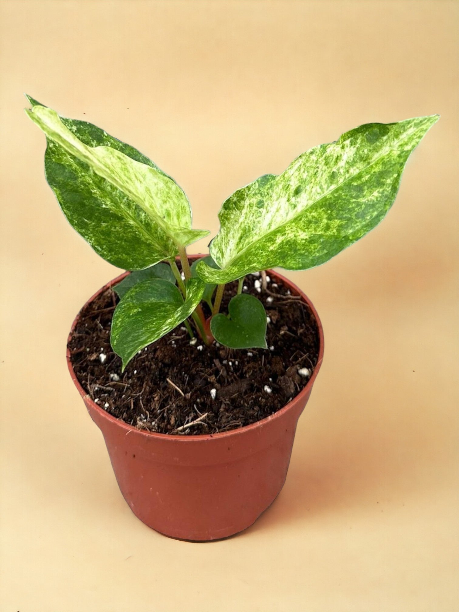 Entretien - Anthurium Bonplandii Variegata: Guide pratique - La Green Touch
