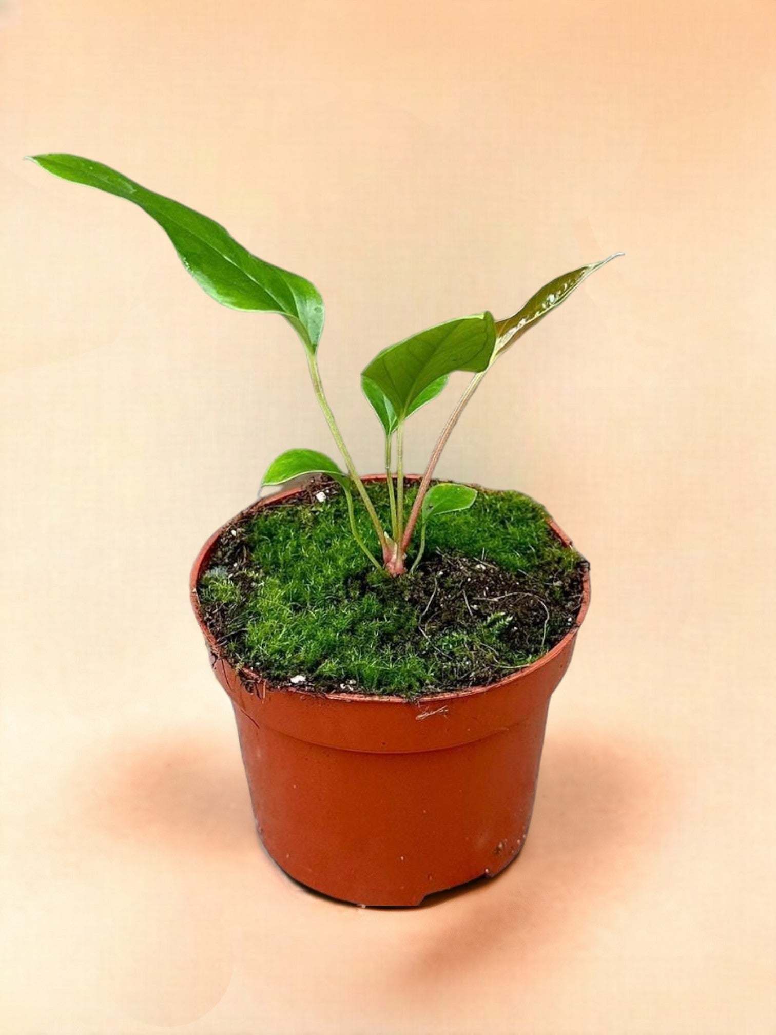 Entretien - Anthurium Pedatum: Guide pratique - La Green Touch