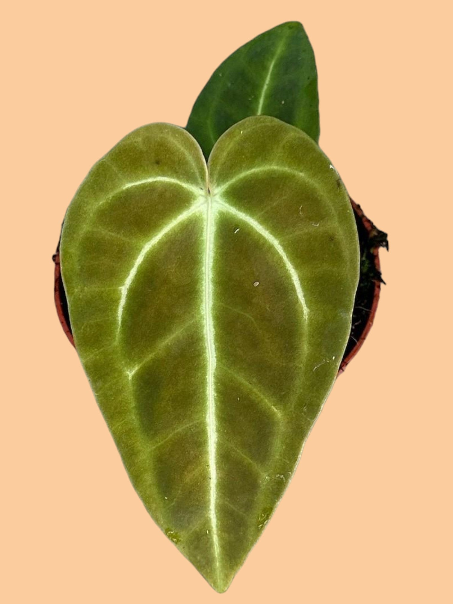 Entretien - Anthurium Regale: Guide pratique - La Green Touch