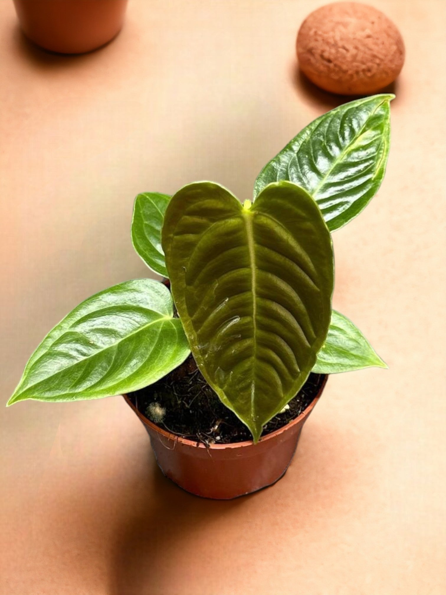 Entretien - Anthurium Veitchii: Guide pratique - La Green Touch