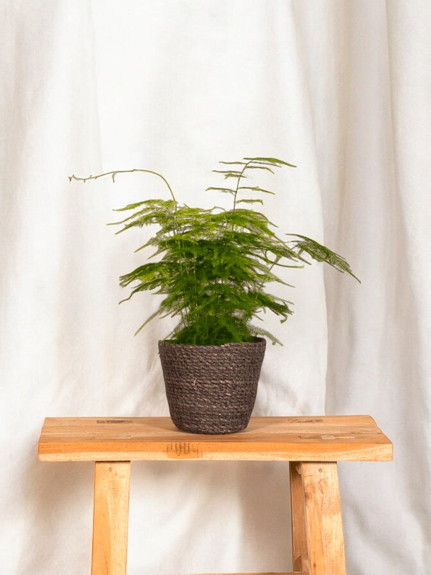 Entretien - Asparagus Plumosus: Guide pratique - La Green Touch
