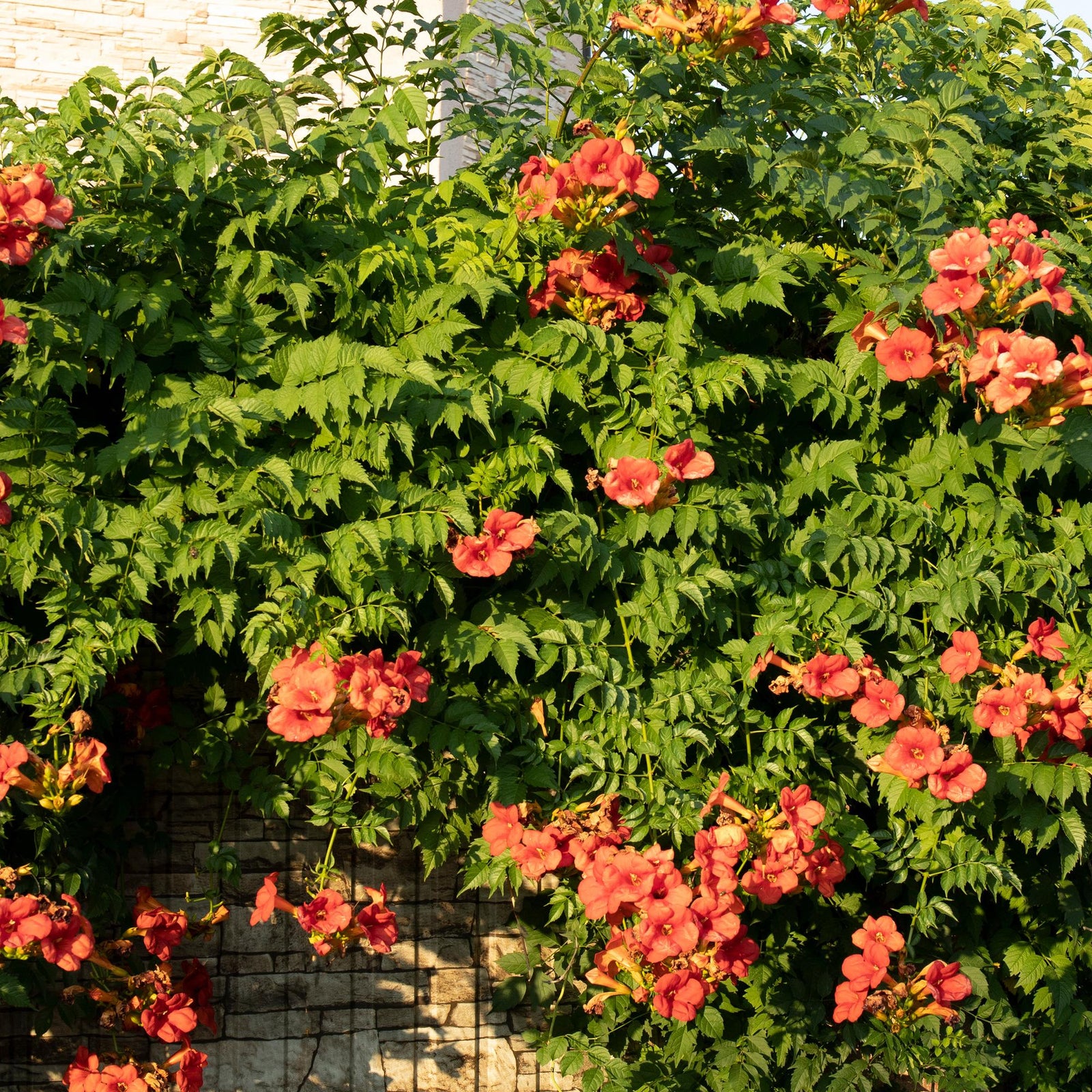Entretien - Bignone (Campsis radicans) : Guide pratique - La Green Touch