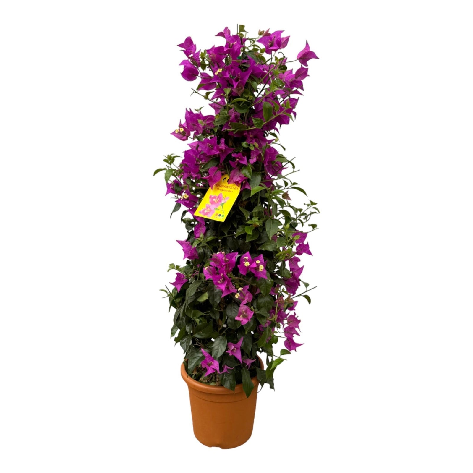 Entretien - Bougainvillier (Bougainvillea glabra) : Guide pratique - La Green Touch
