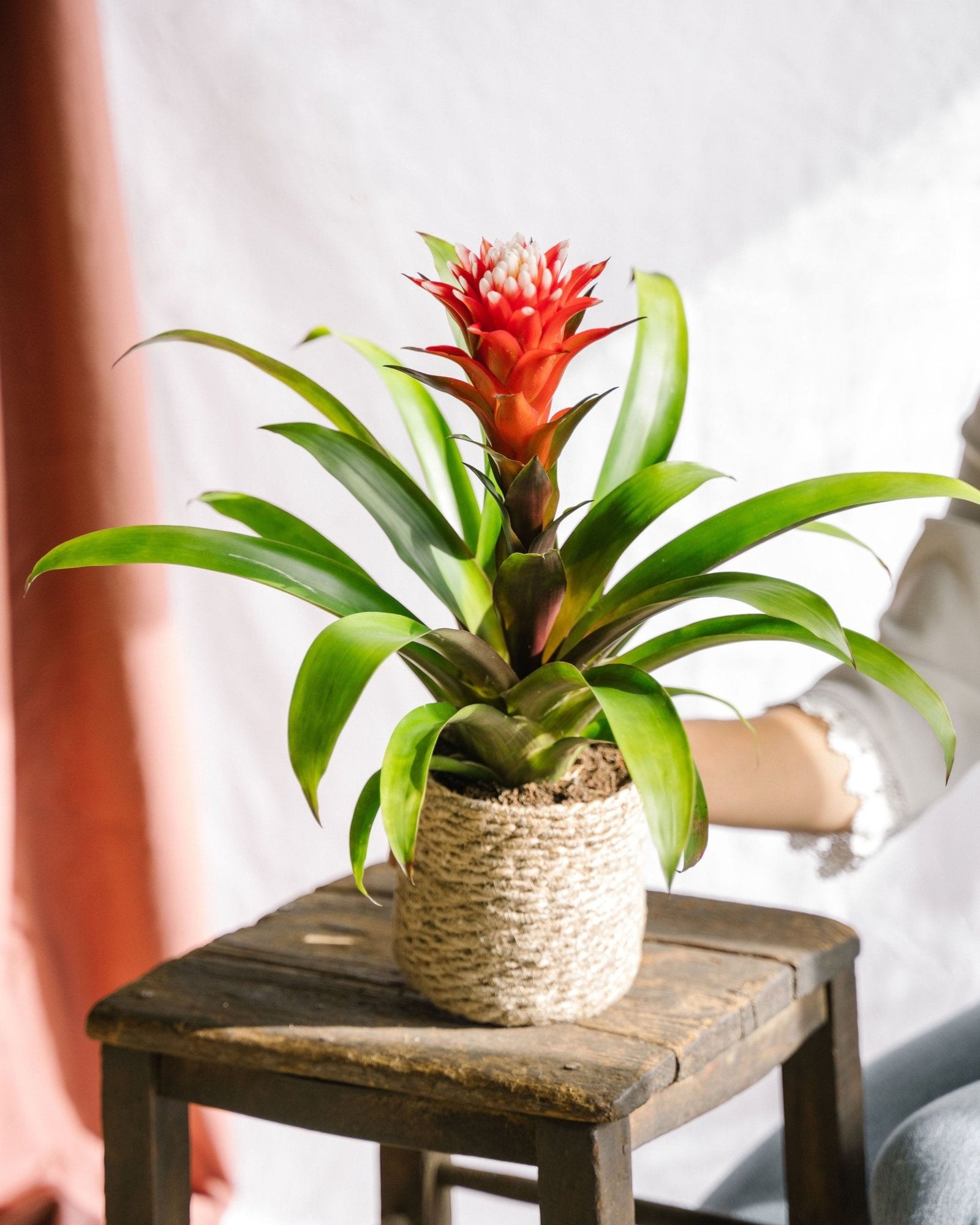 Entretien - Bromelia Hope: Guide pratique - La Green Touch