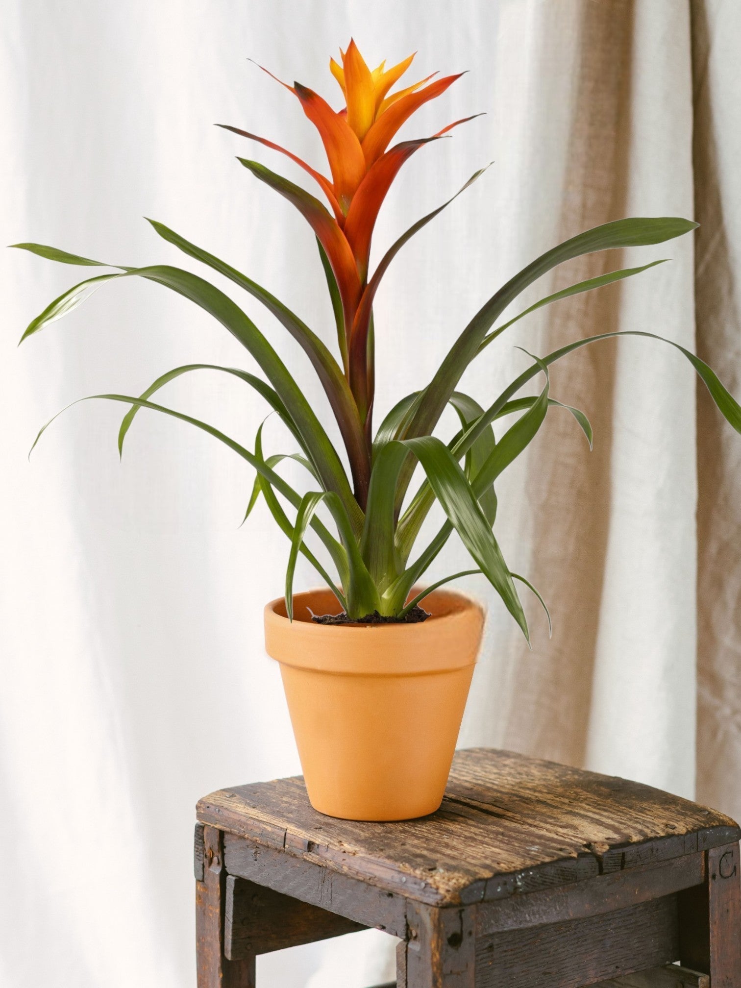 Entretien - Bromelia Variada: Guide pratique - La Green Touch