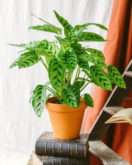Entretien - Calathea Leopardina: Guide pratique - La Green Touch