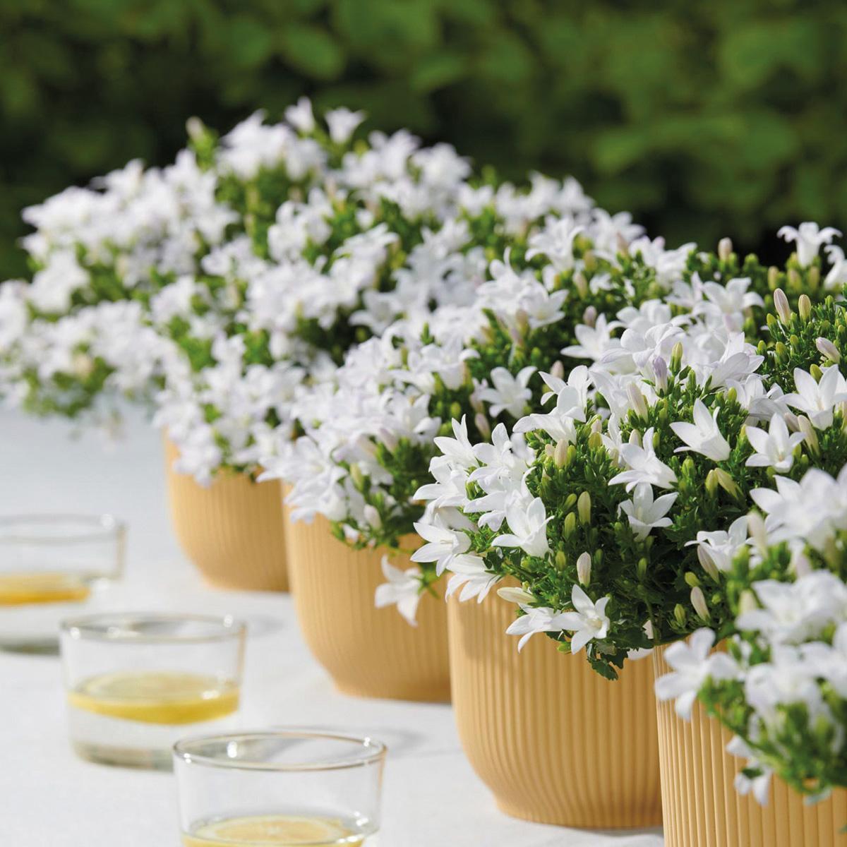 Entretien - Campanule (Campanula hybrida) : Guide pratique - La Green Touch
