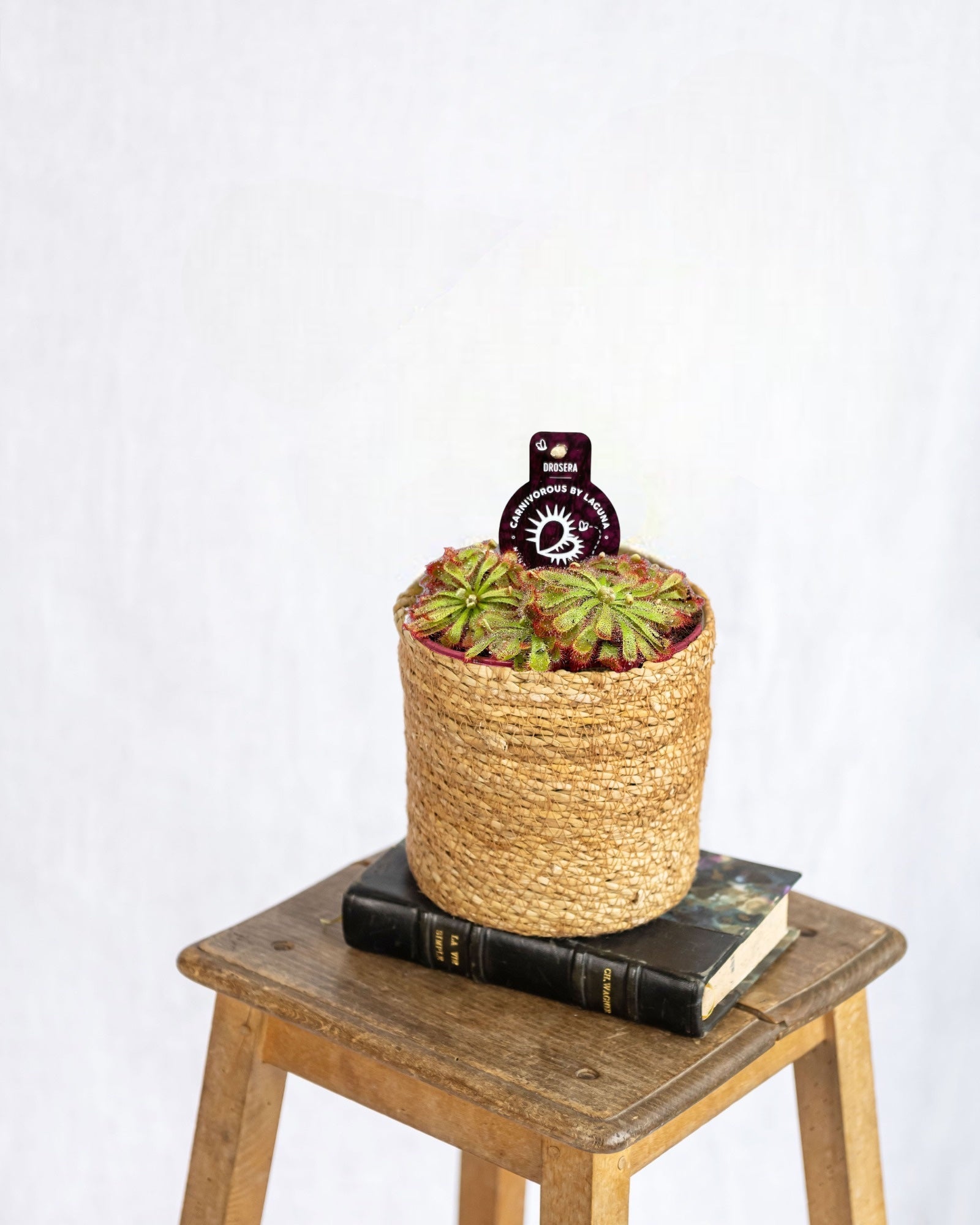 Entretien - Carnivore Drosera: Guide pratique - La Green Touch