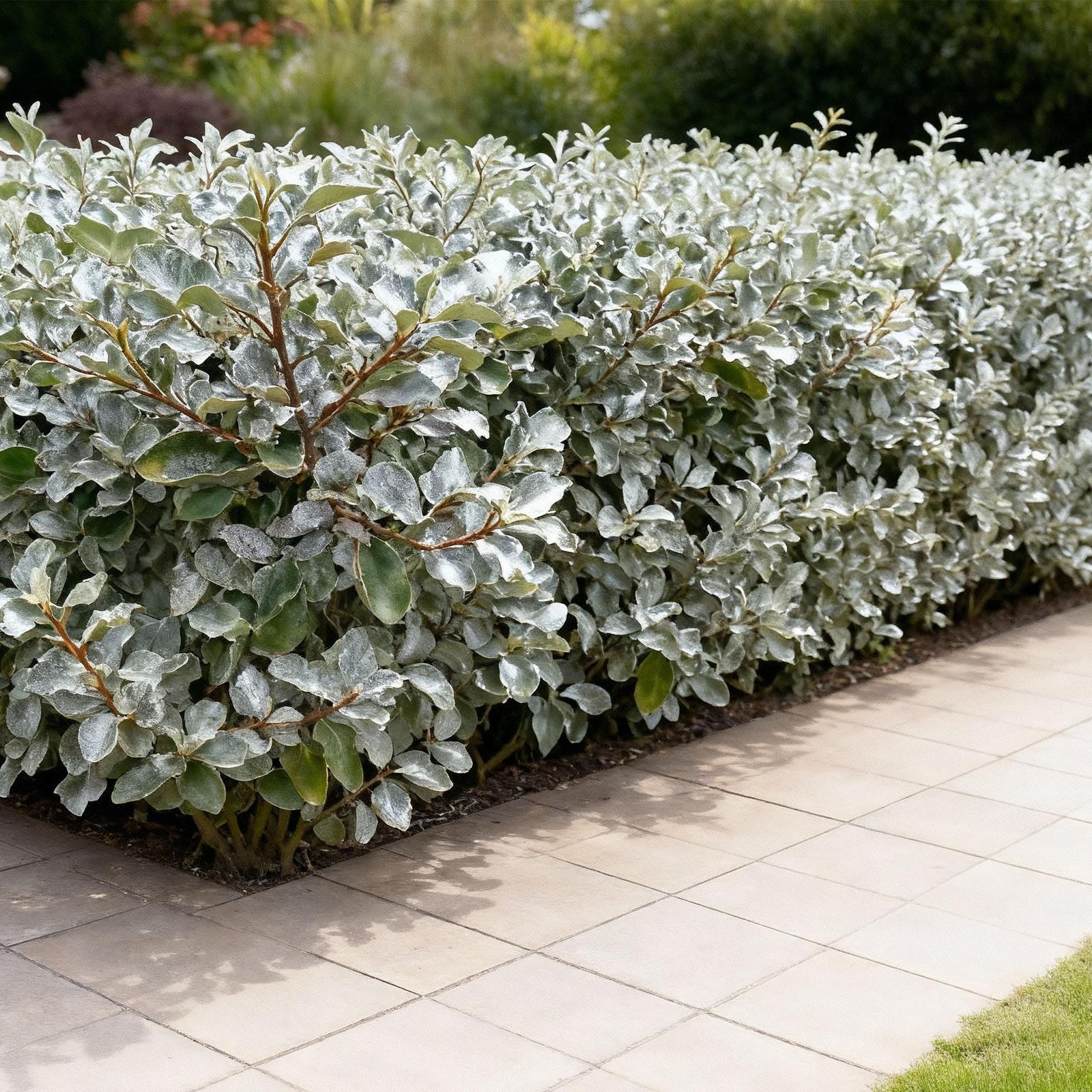 Entretien - Chalef D’Ebbing (Elaeagnus x ebbingei) : Guide pratique - La Green Touch