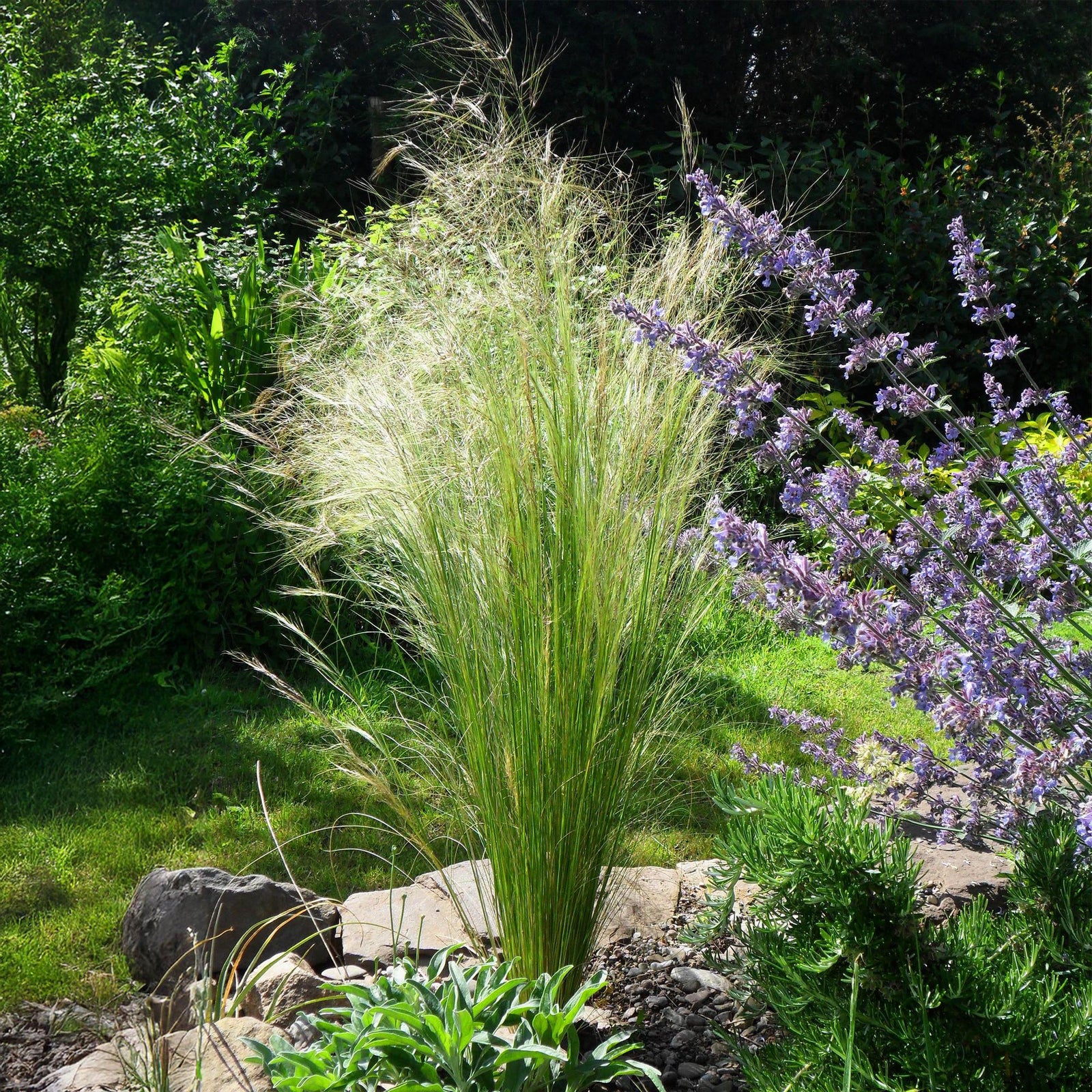Entretien - Cheveux D’Ange (Stipa tenuissima) : Guide pratique - La Green Touch