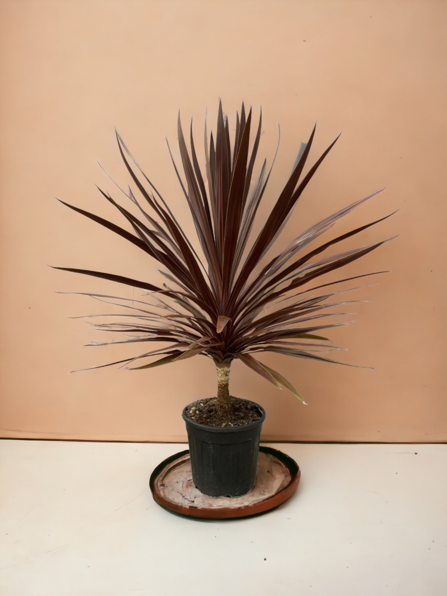 Entretien - Cordyline Red Star: Guide pratique - La Green Touch