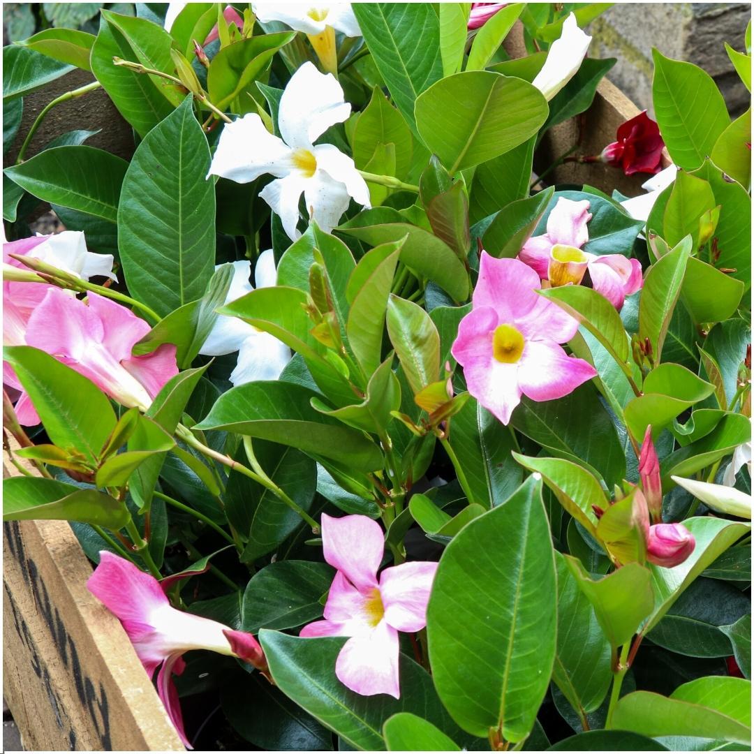 Entretien - Dipladénia (Mandevilla sanderi) : Guide pratique - La Green Touch