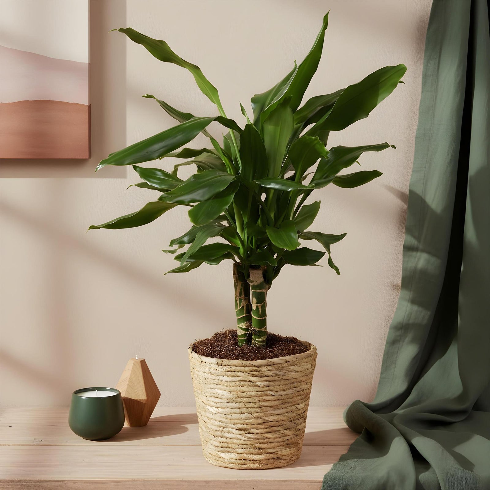 Entretien - Dracaena Fragrans: Guide pratique - La Green Touch