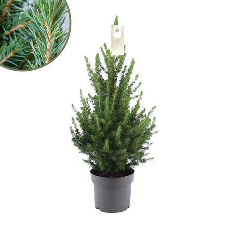 Entretien - Épicéa Blanc (Picea glauca) : Guide pratique - La Green Touch