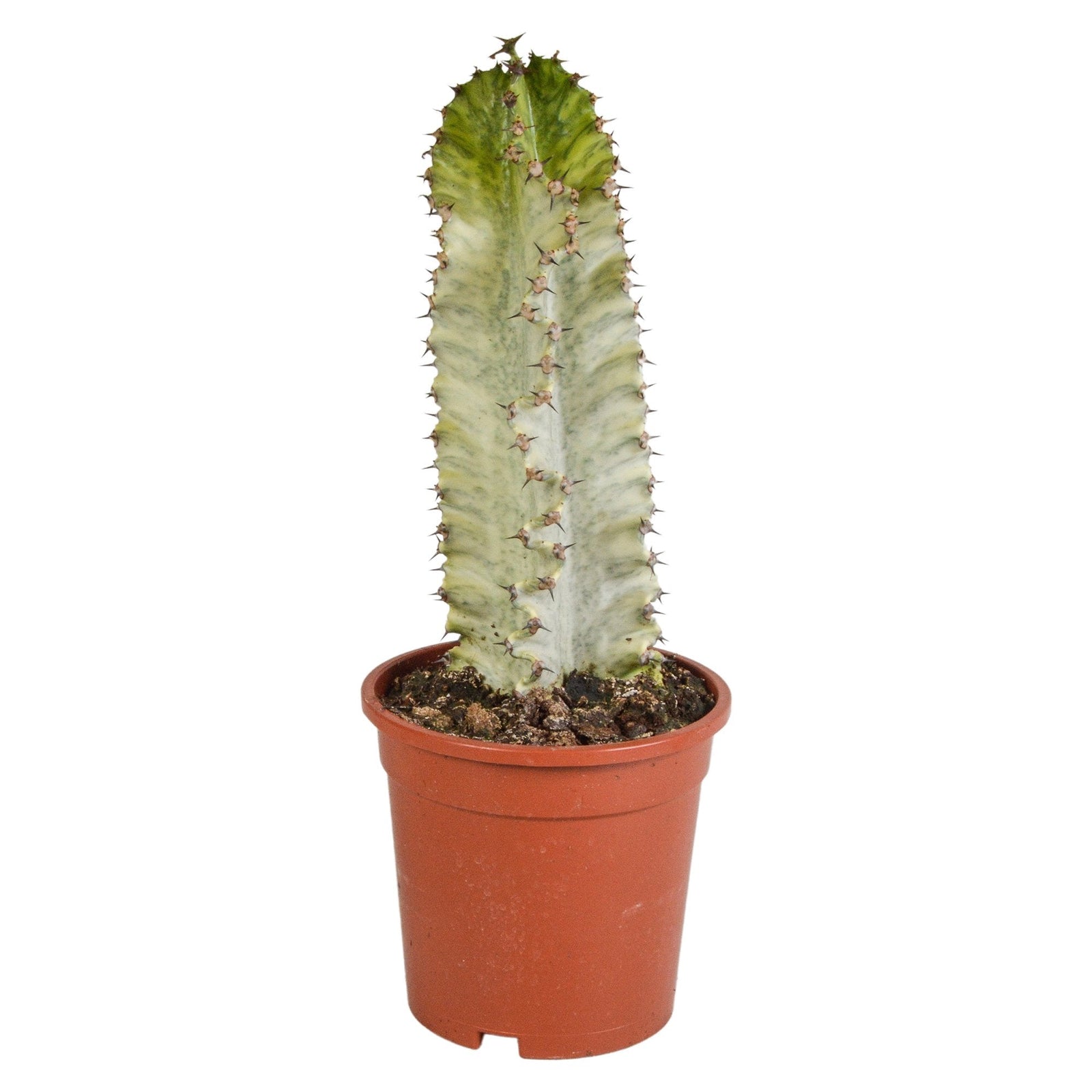 Entretien - Euphorbe Marmorata: Guide pratique - La Green Touch