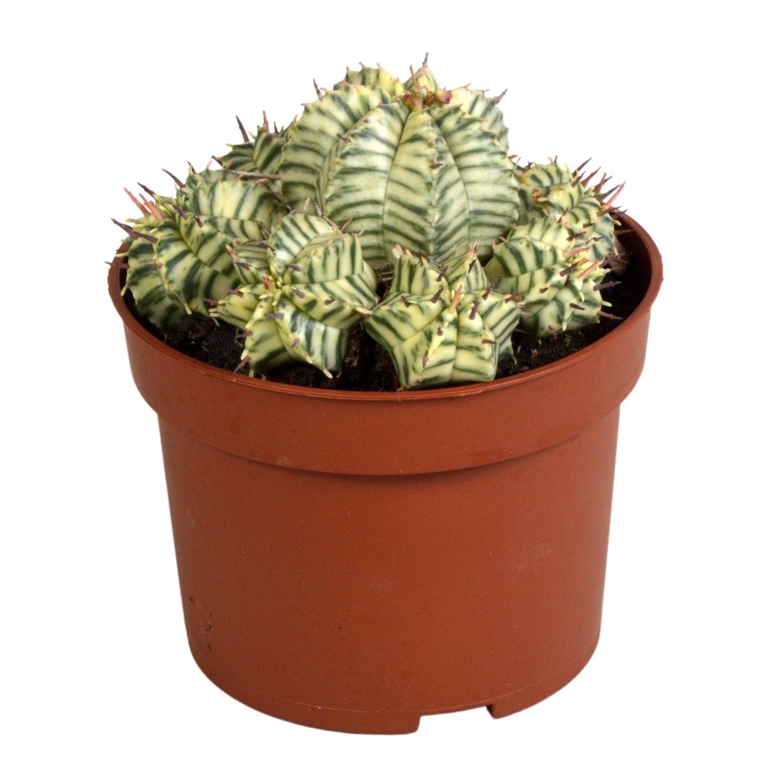 Entretien - Euphorbe Meloformis Variegata: Guide pratique - La Green Touch