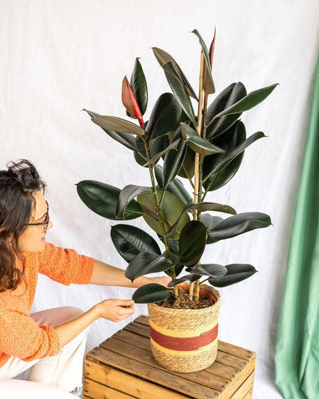Entretien - Ficus Abidjan: Guide pratique - La Green Touch
