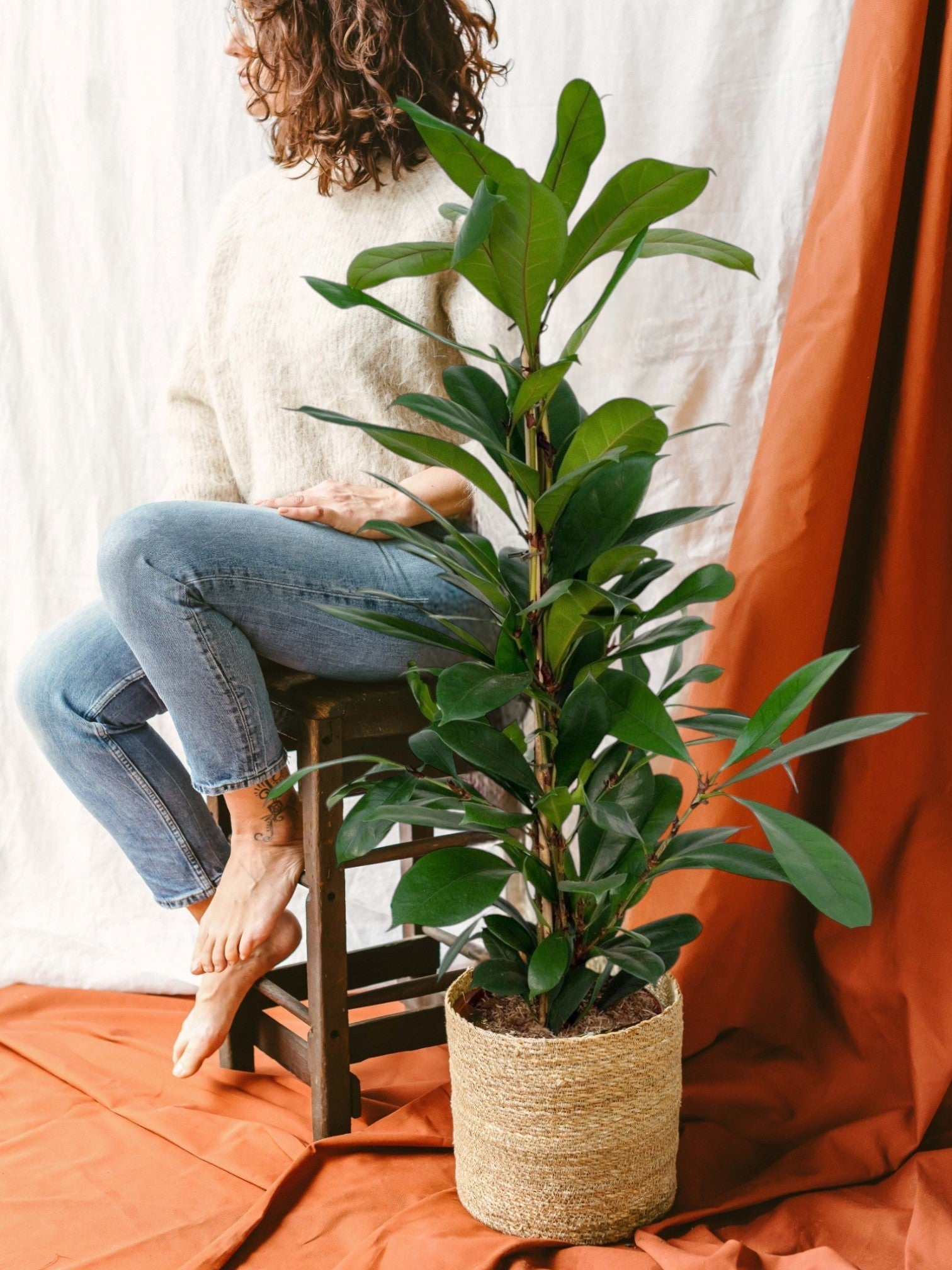 Entretien - Ficus Figuier africain: Guide pratique - La Green Touch