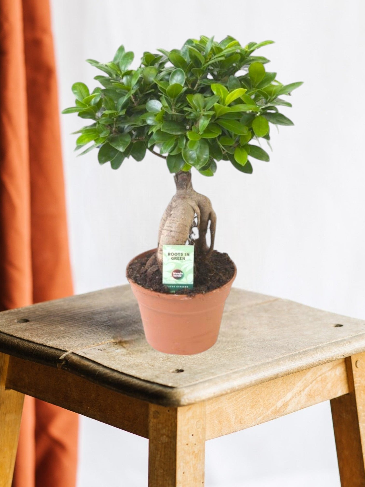 Entretien - Ficus Ginseng: Guide pratique - La Green Touch