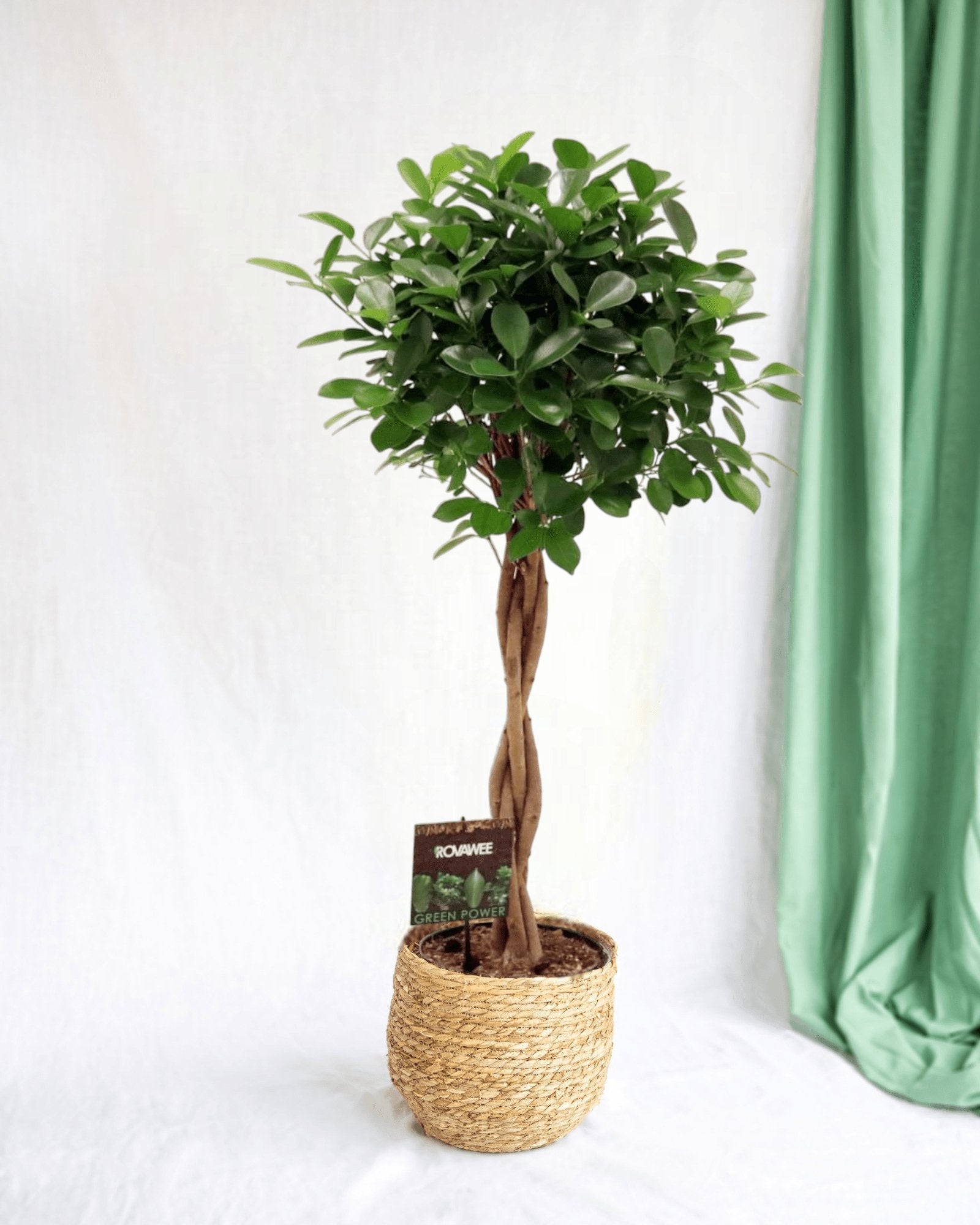 Entretien - Ficus Moclame: Guide pratique - La Green Touch