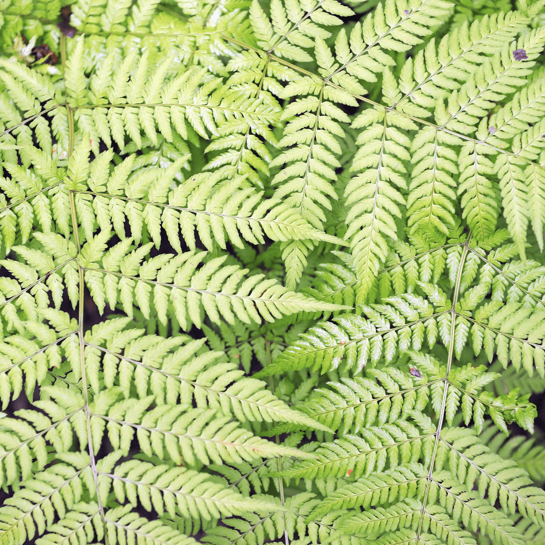 Entretien - Fougère Mâle (Dryopteris filix-mas) : Guide pratique - La Green Touch
