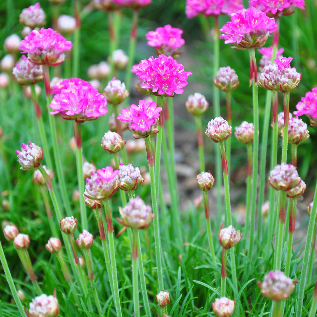 Entretien - Gazon D'Espagne (Armeria maritima) : Guide pratique - La Green Touch