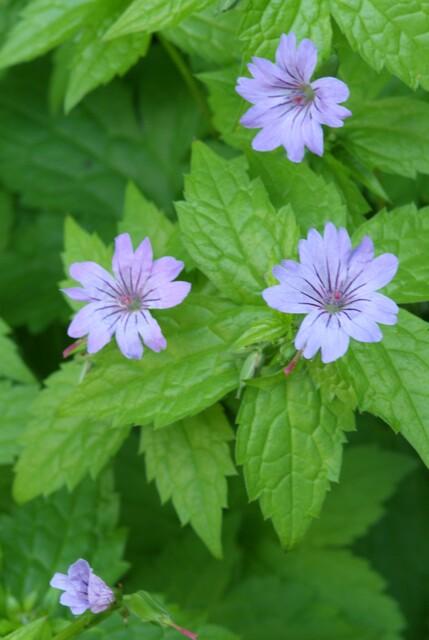 Entretien - Géranium Noueux (Geranium nodosum) : Guide pratique - La Green Touch