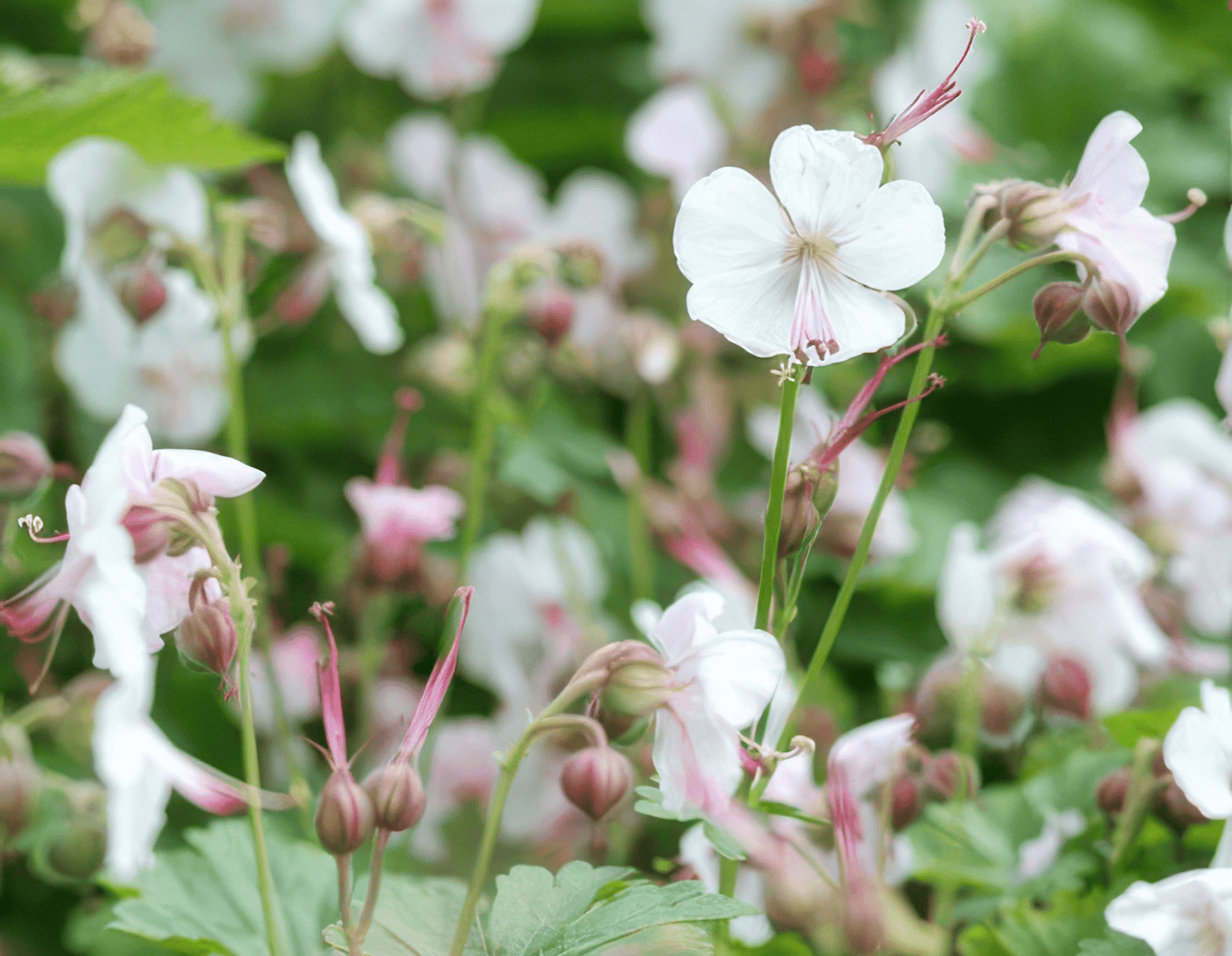 Entretien - Géranium Vivace (Geranium x cantabrigiense) : Guide pratique - La Green Touch