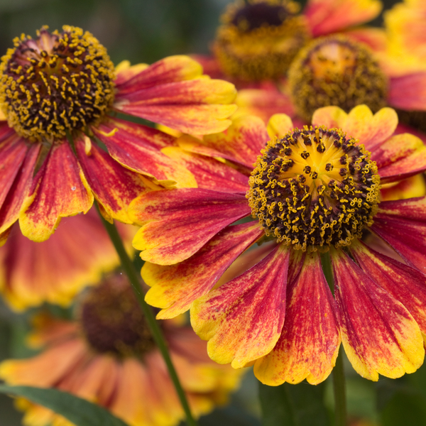 Entretien - Hélénie (Helenium) : Guide pratique - La Green Touch