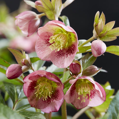 Entretien - Hellébore (Helleborus x ericsmithii) : Guide pratique - La Green Touch