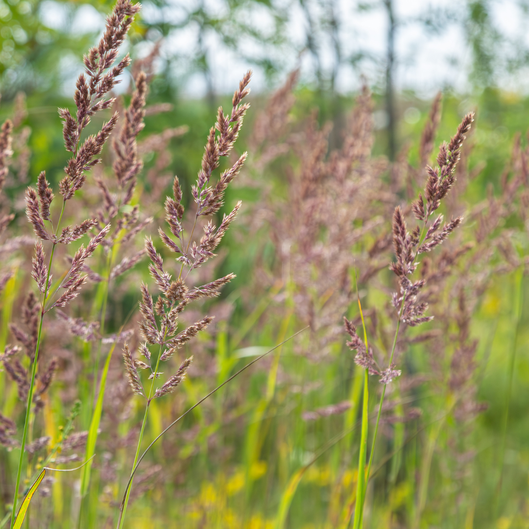 Entretien - Herbe Aux Diamants (Calamagrostis brachytricha) : Guide pratique - La Green Touch