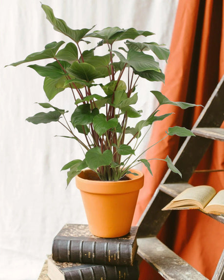 Entretien - Homalomena Maggy: Guide pratique - La Green Touch