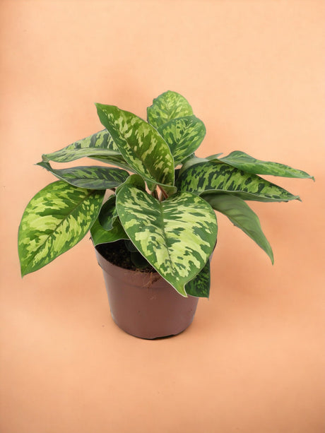 Entretien - Homalomena Wallisii : Guide pratique - La Green Touch