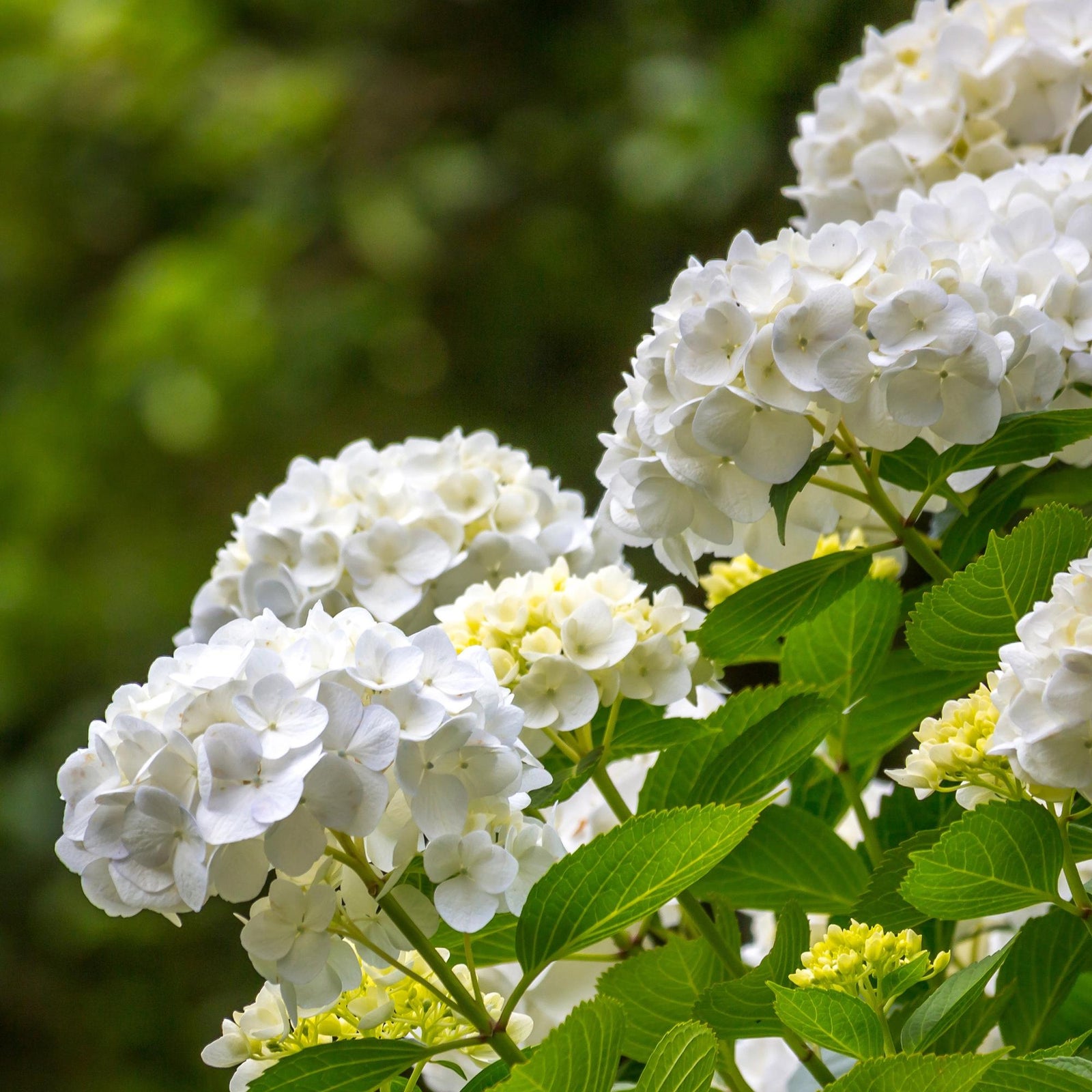 Entretien - Hortensia (Hydrangea macrophylla) : Guide pratique - La Green Touch