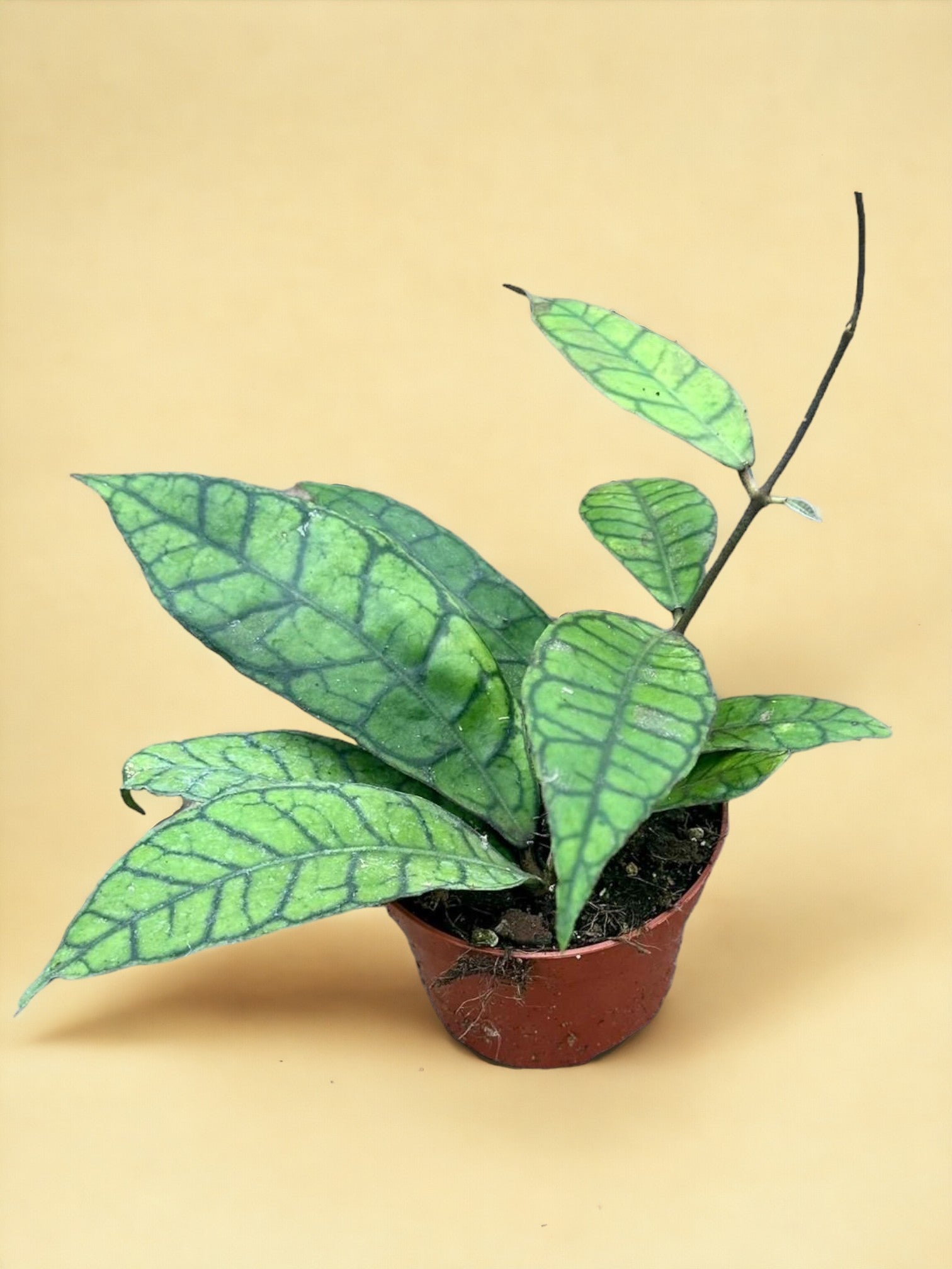 Entretien - Hoya Callistophylla: Guide pratique - La Green Touch