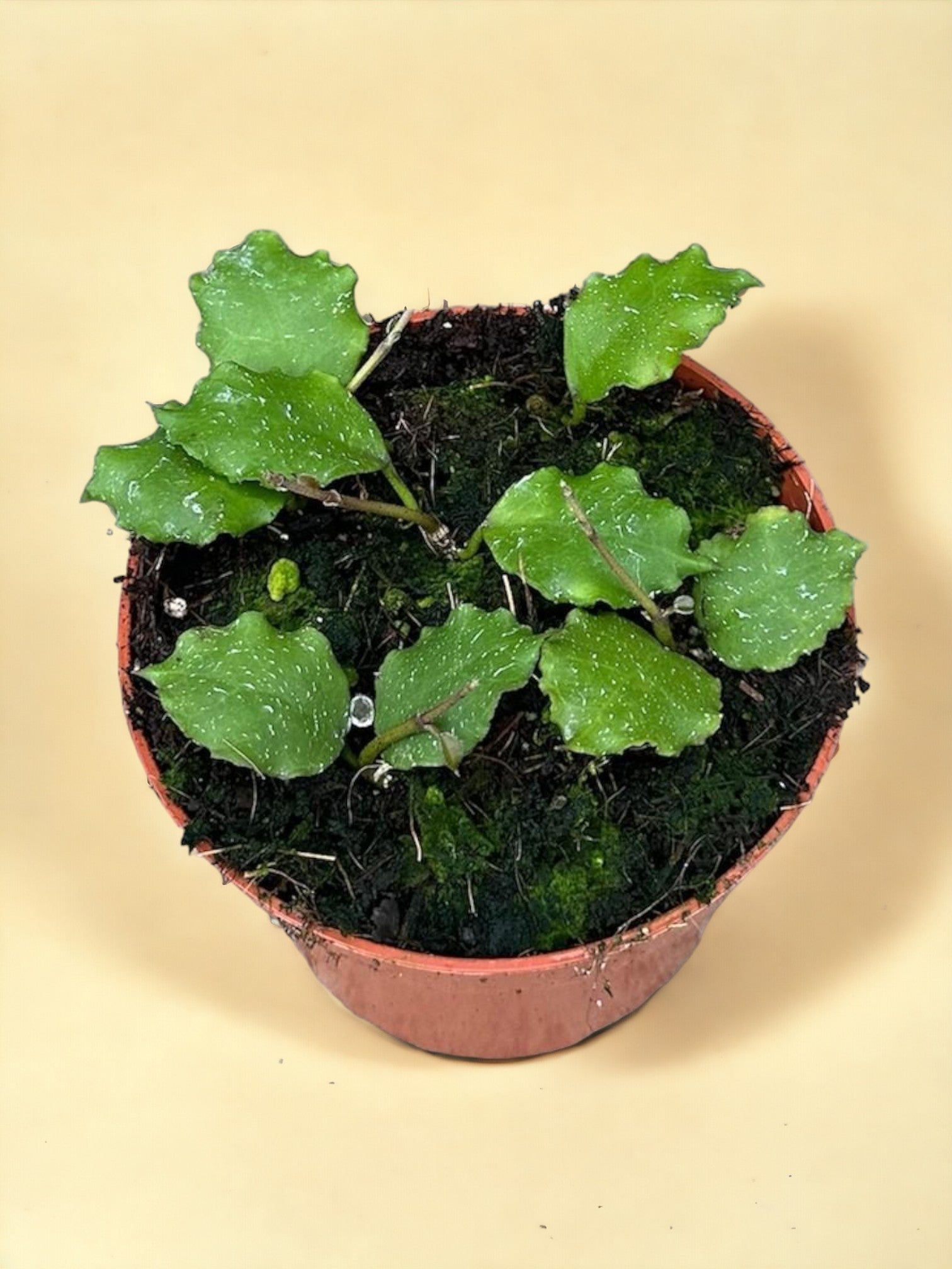 Entretien - Hoya Endauensis: Guide pratique - La Green Touch