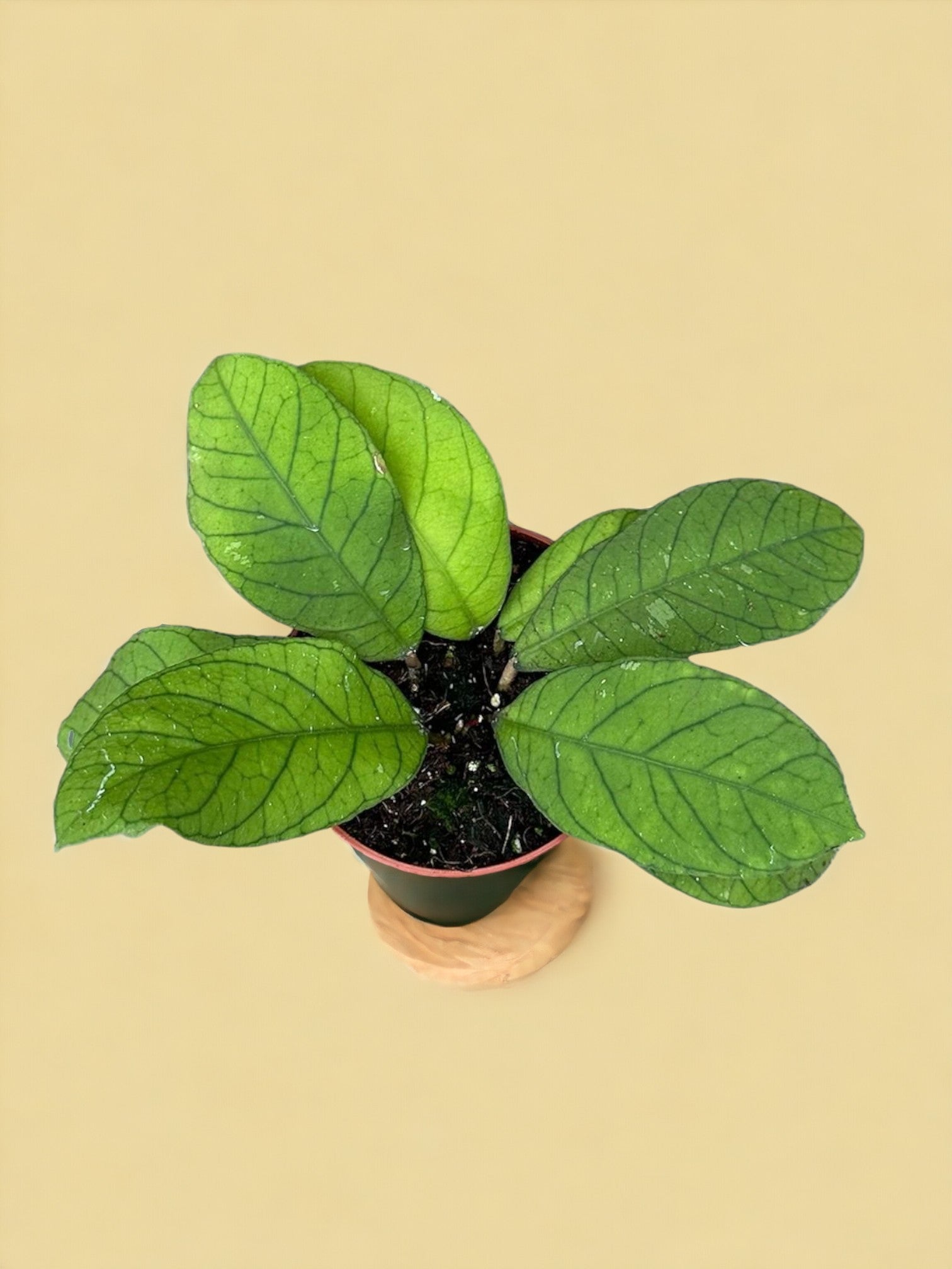 Entretien - Hoya Sabah: Guide pratique - La Green Touch