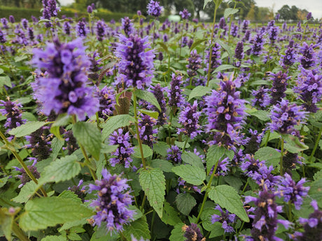 Entretien - Hysope Anisée (Agastache) : Guide pratique - La Green Touch