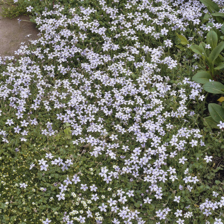 Entretien - Isotome Rampante (Isotoma fluviatilis) : Guide pratique - La Green Touch