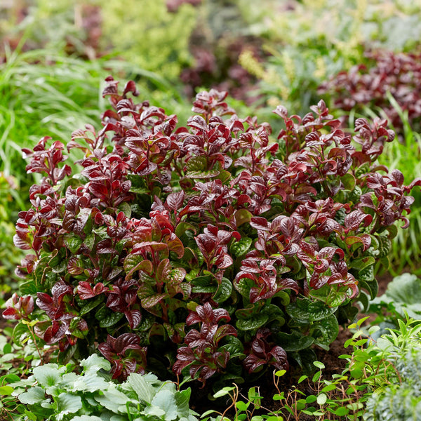 Entretien - Leucothoé (Leucothoe axillaris) : Guide pratique - La Green Touch