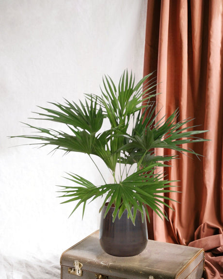 Entretien Livistona Chinensis - La Green Touch