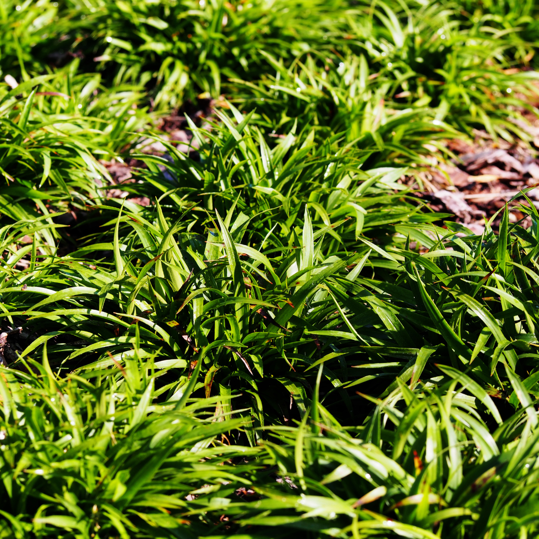 Entretien - Luzule Des Bois (Luzula sylvatica) : Guide pratique - La Green Touch