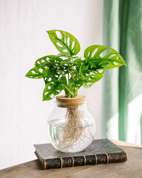 Entretien - Monstera Adansonii: Guide pratique - La Green Touch