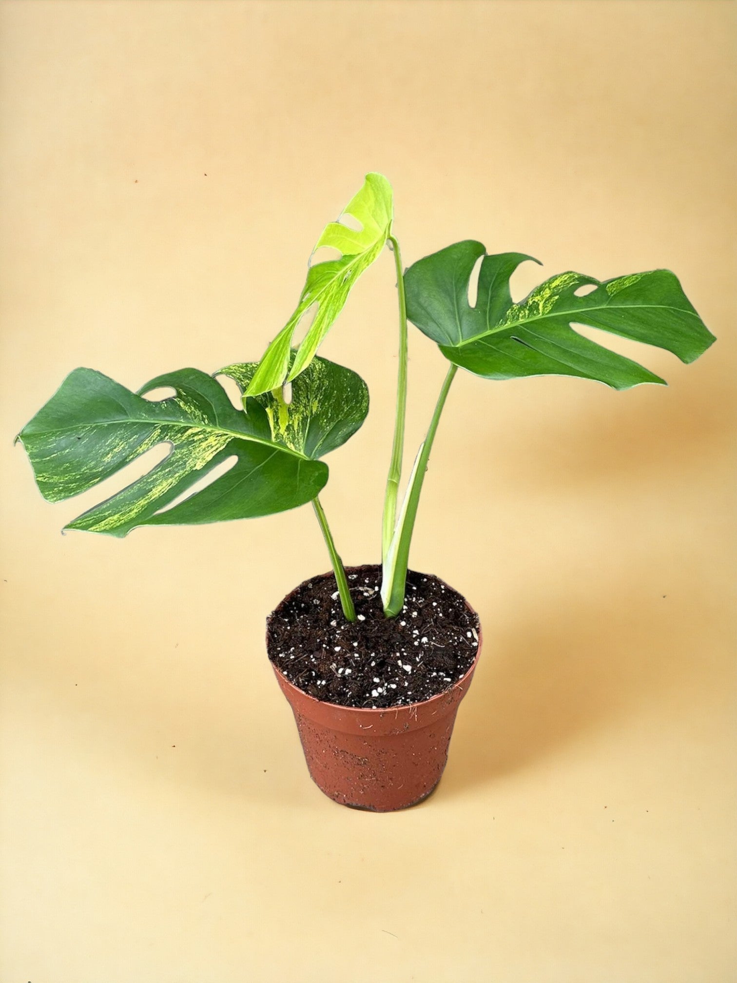 Entretien - Monstera Deliciosa Aurea: Guide pratique - La Green Touch